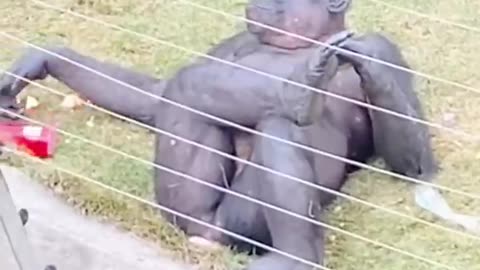 🐵Daily Funny Animals & Cute Pets Viral Videos😂 Animals LOL Moments #funnyanimals #shorts