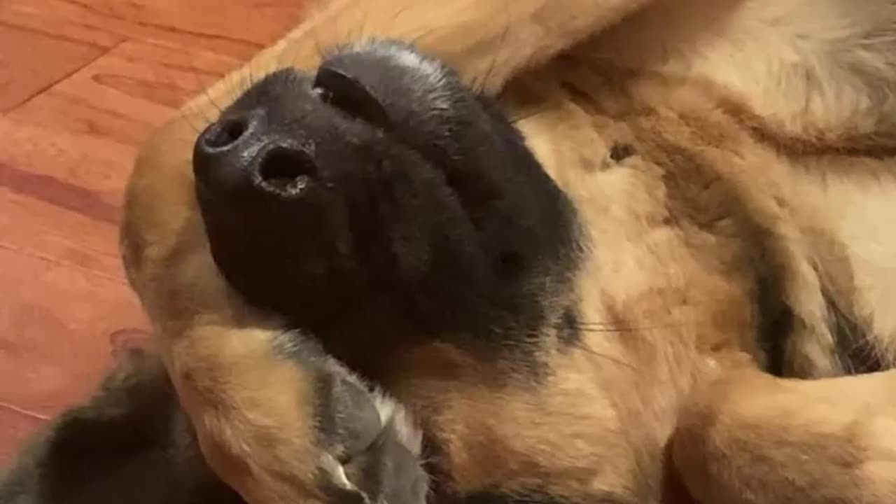 funny talking dog German shepherd Talks for treats