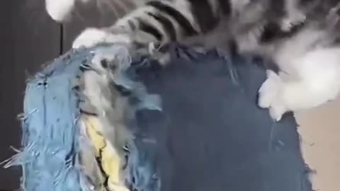 Naughty Cats