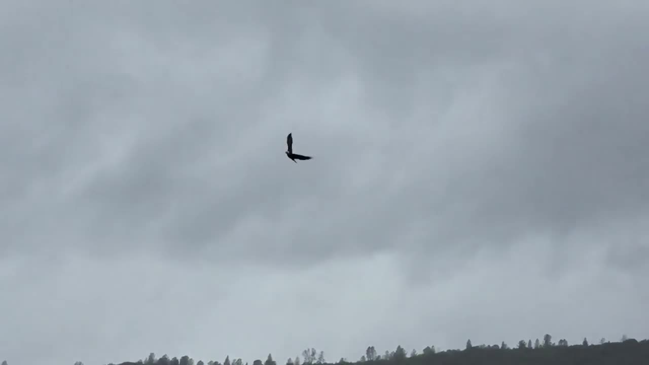 Bald Eagle Catches a Fish