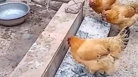 Chicken feeding funny video