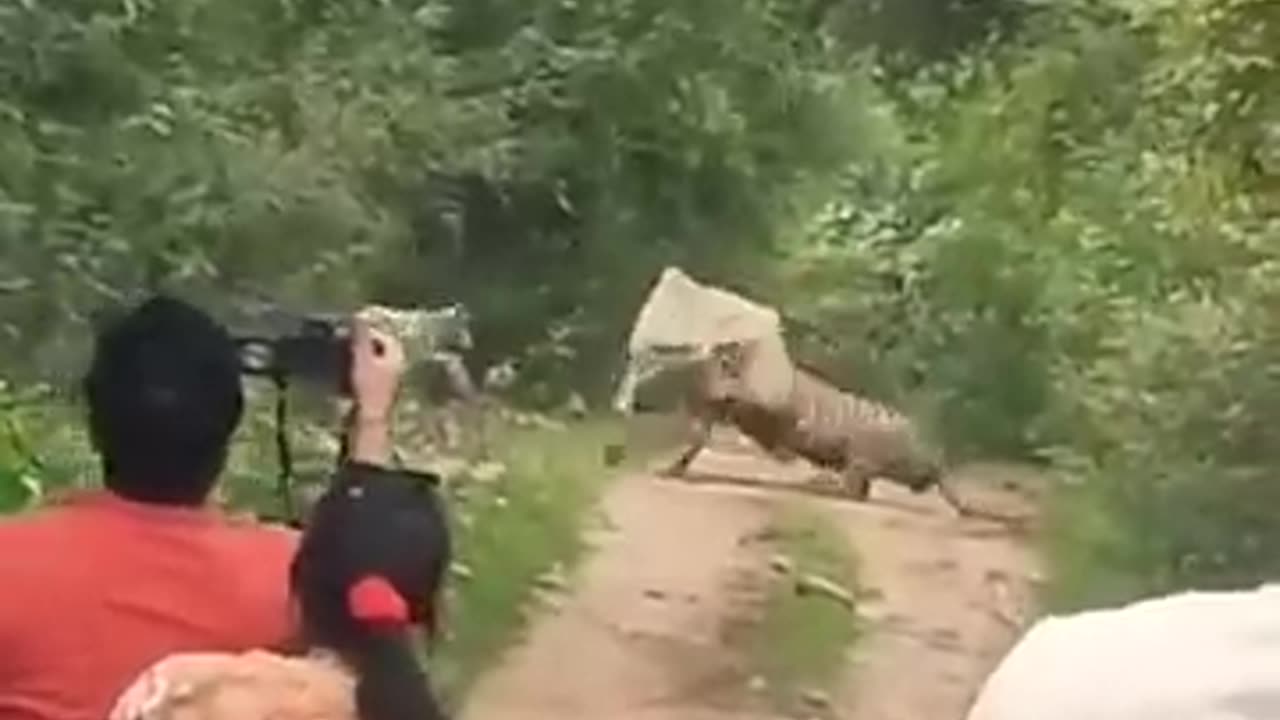 Male tiger attacked cow in zone11__