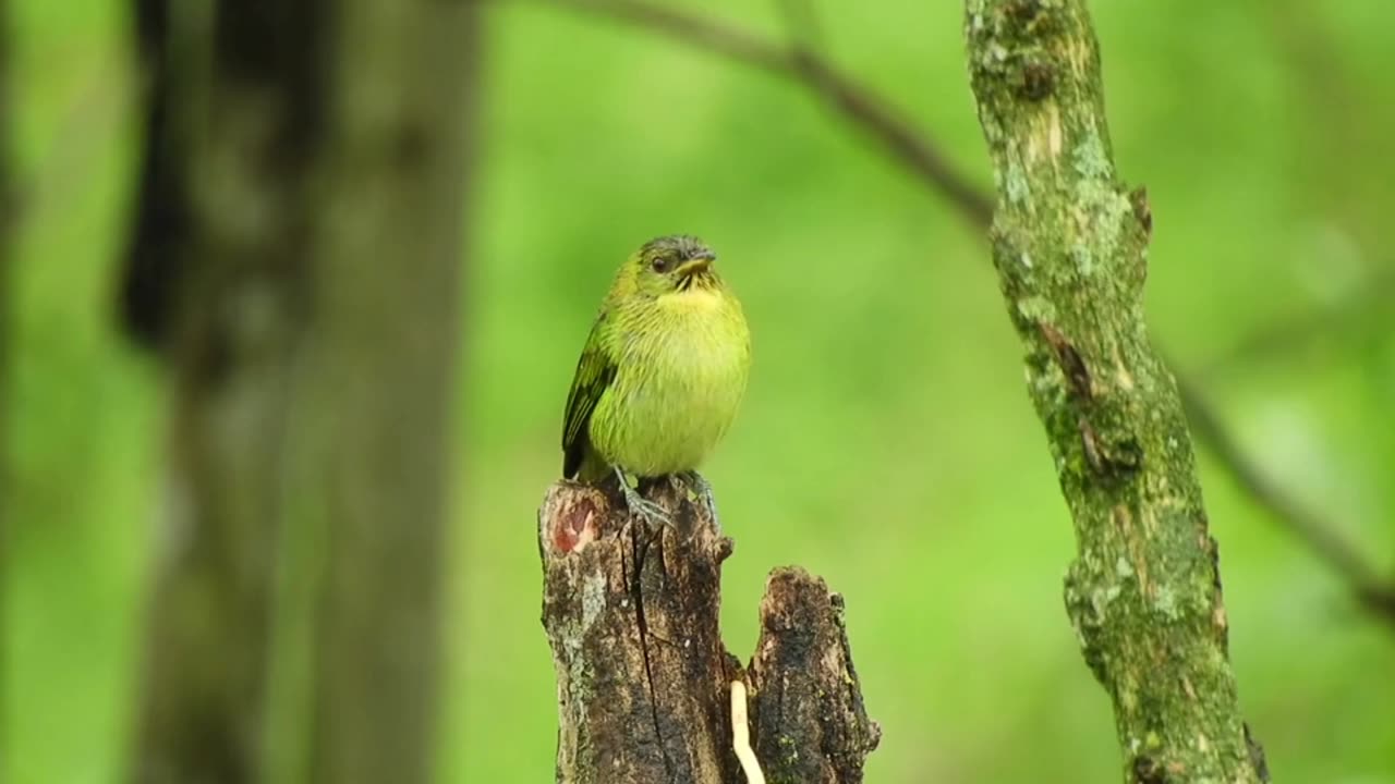 🌼Beautiful Birds🌺 | Relaxing | 🌼Wonderful Nature🌺