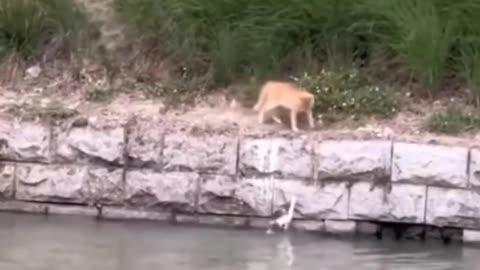 The reason I’m a cat person