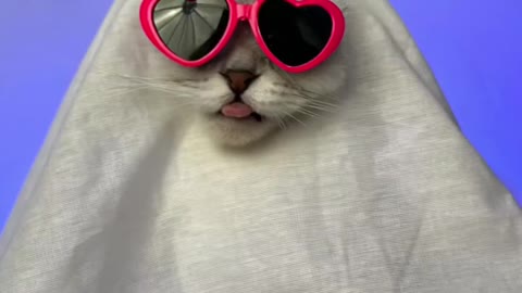 Boo 👻 Happy Halloween , CUTE CATS