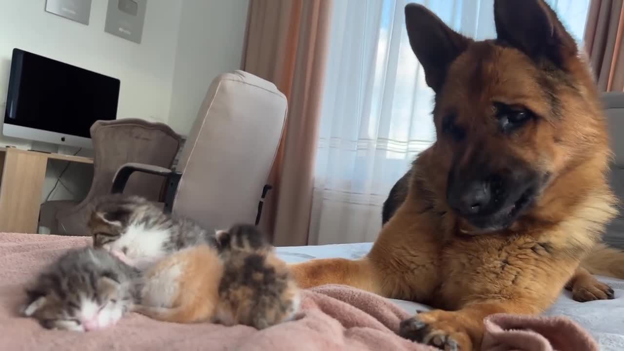 German Shepherd Reacts to Baby Kittens