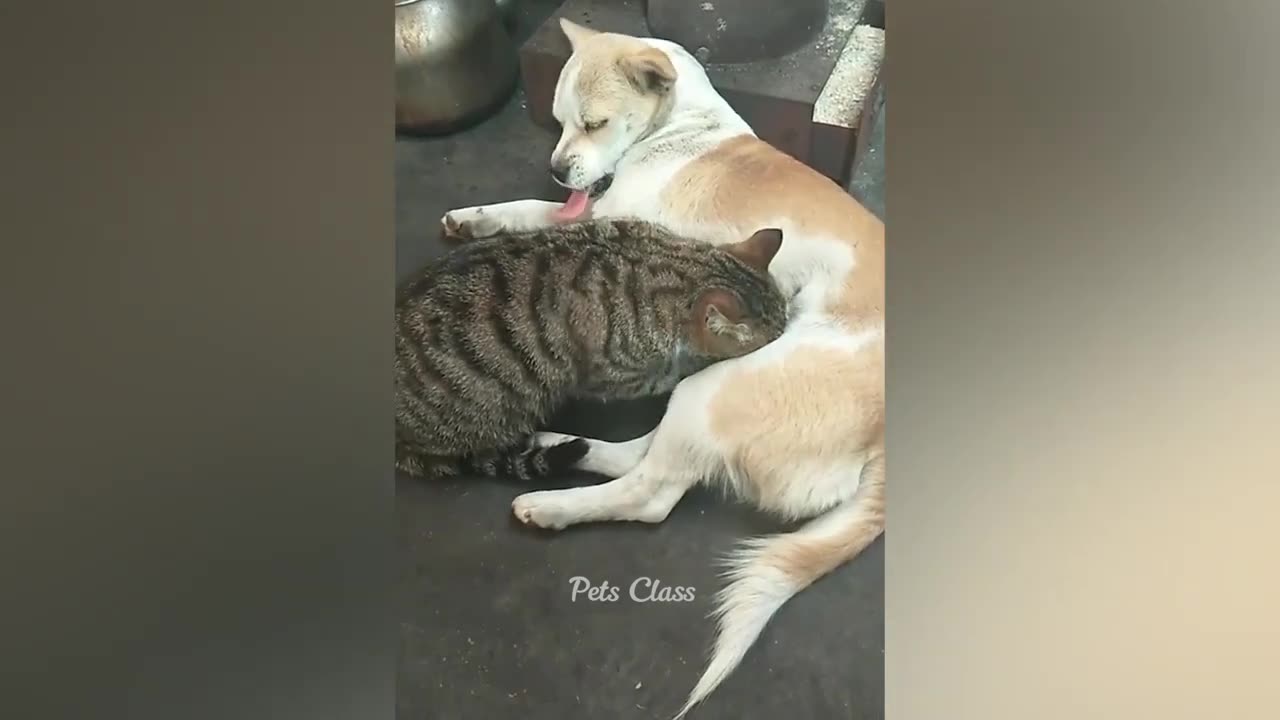 Funniest Animals 😂 Funny Dogs and Cats Videos 2023 😺🐶