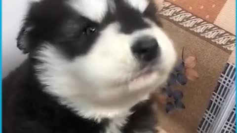 Cute Puppies Howling For the First Time this