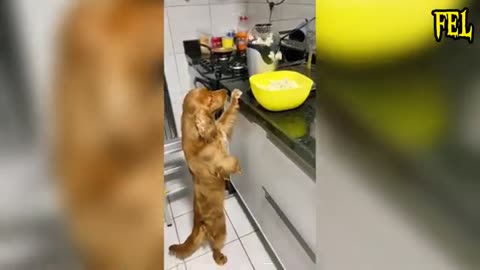Funny animals videos 😂 Try not to laugh