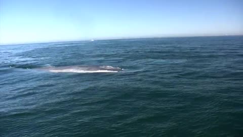 Blue Whale close encounter Newport Harbor California