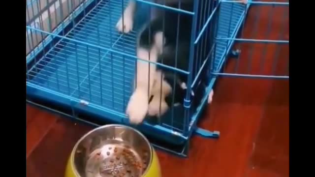 What would you do if your dog looked at you like that