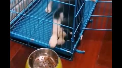 What would you do if your dog looked at you like that