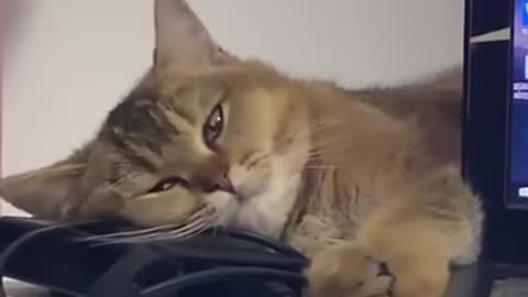 Best Funny Cats videos