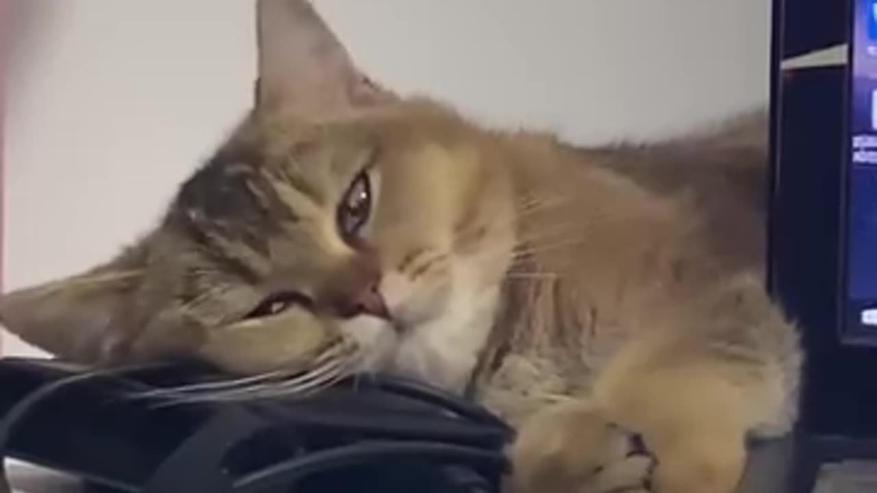 Best Funny Cats videos