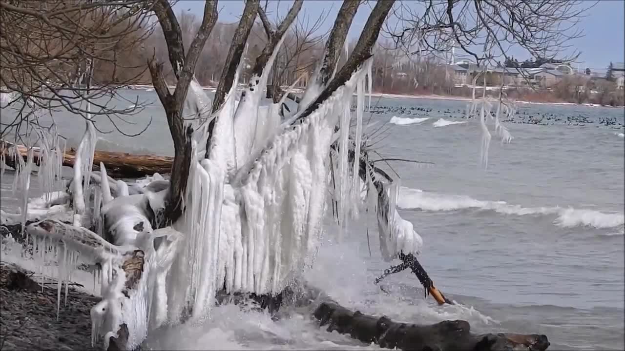 Ice Sculptures and Canada Geese