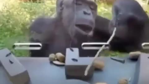 Cute and adorable animal behavior makes anyone happy to see it