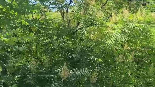 unique fruit on tree