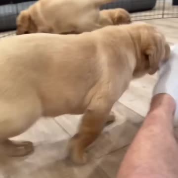 It’s pure chaos around here 😅🥰💛🐾 #labrador #dog