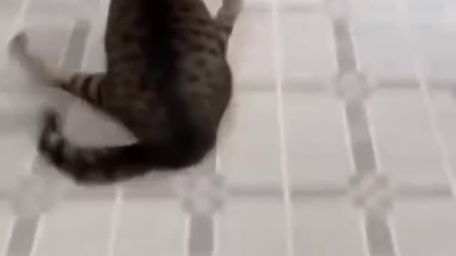 funny and Beautiful cats