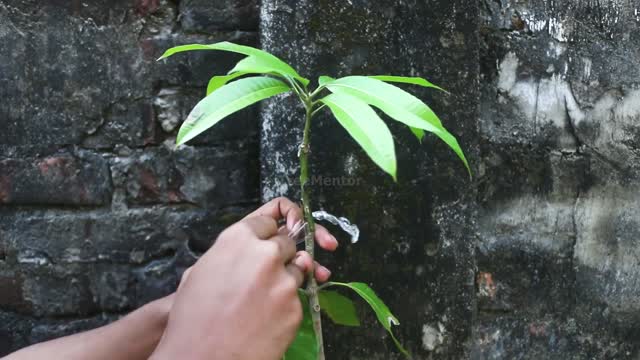 Easy Way To 'Z' Grafting Mango Tree