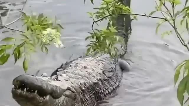 Crocodile growl