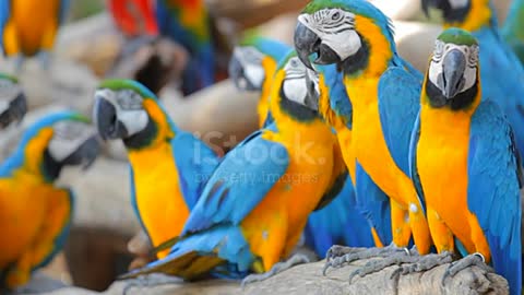 Group macaw parrots on a perch.