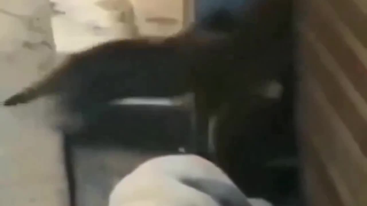 funny animal best funny video