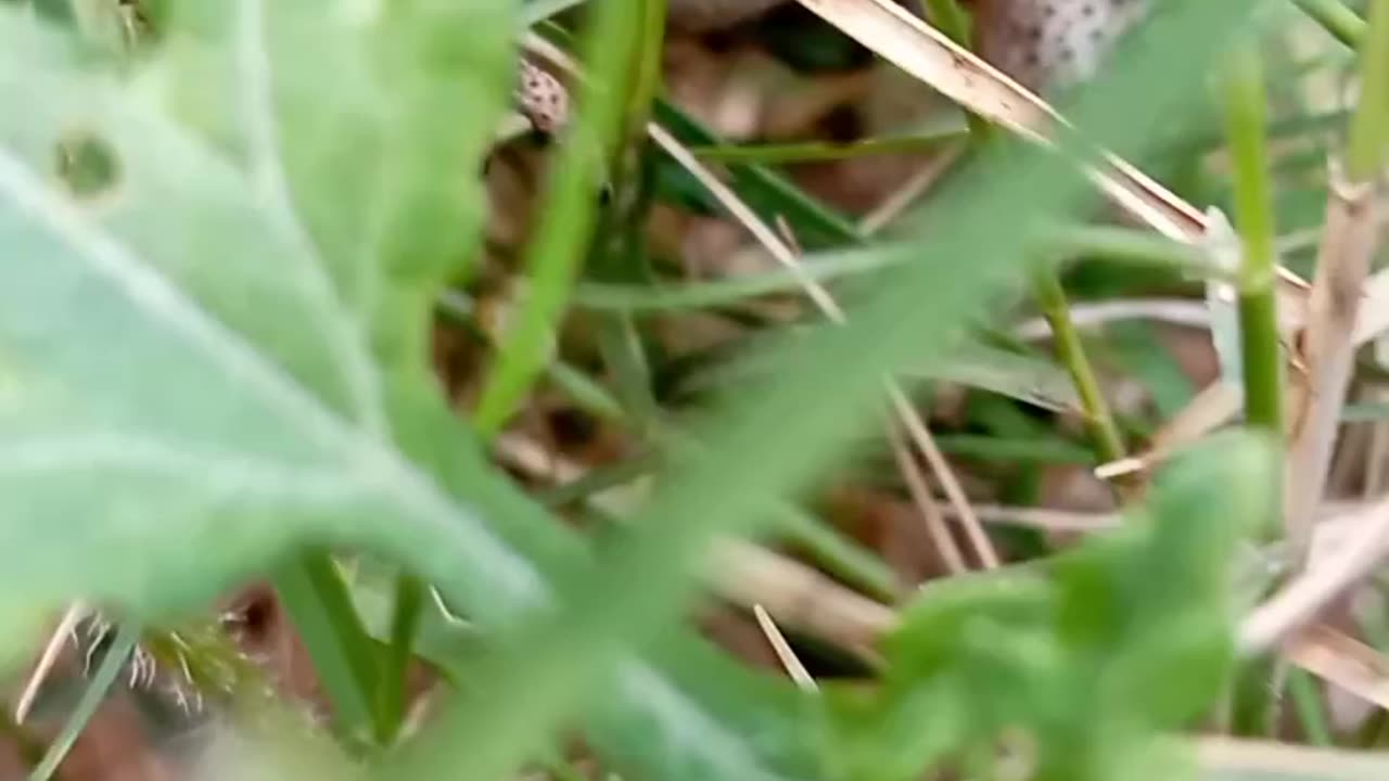 Amazing Pet Frog In Angry Mood