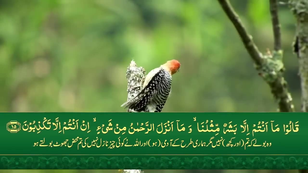 Surah Yaseen with Urdu Translation