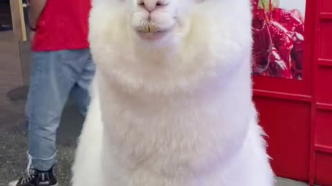 alpaca#Cute Animals