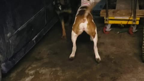 Kilo and Mikey