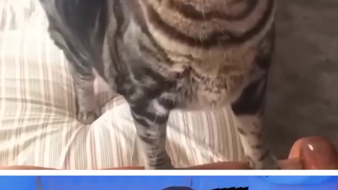 Cute funny cats reaction video