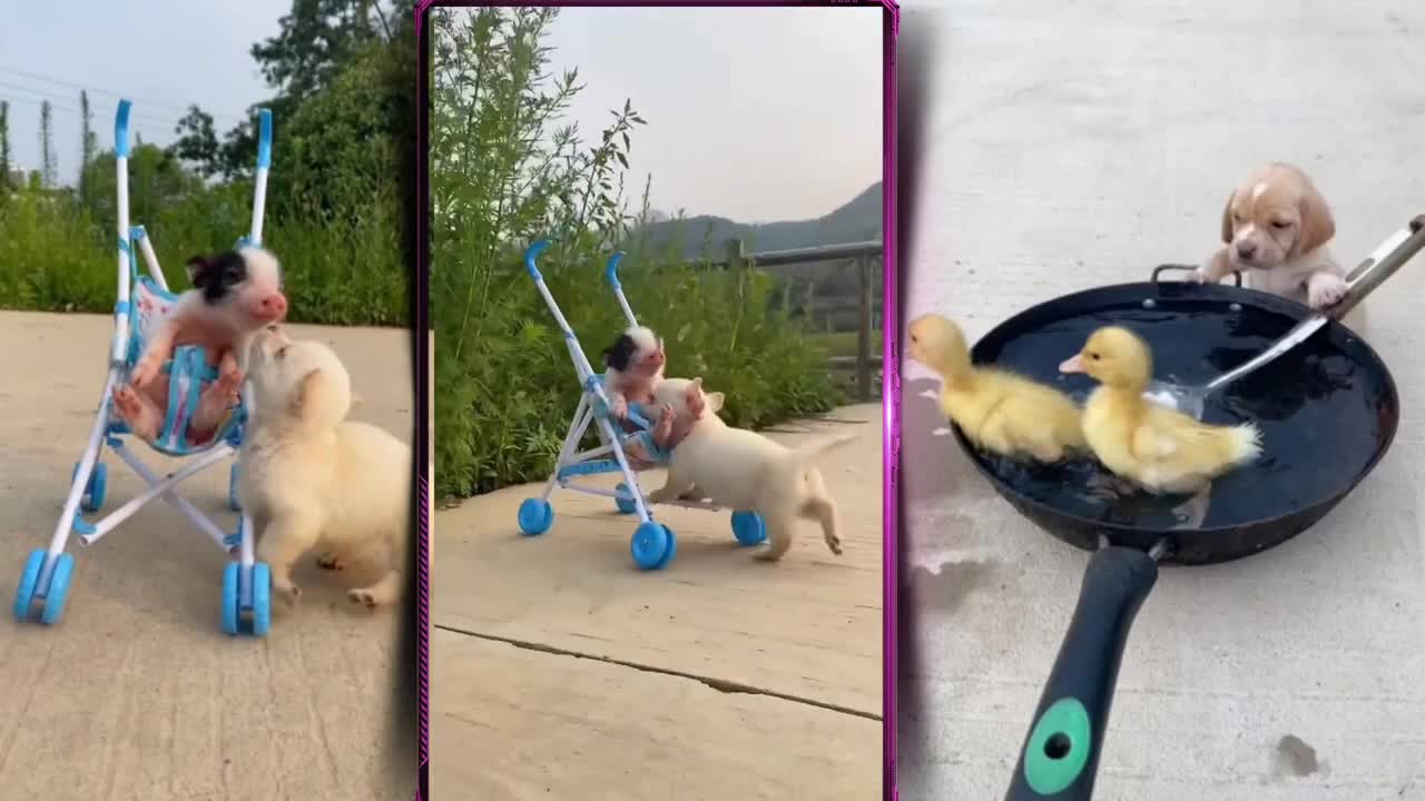🐶Funny_Dog_Videos_#