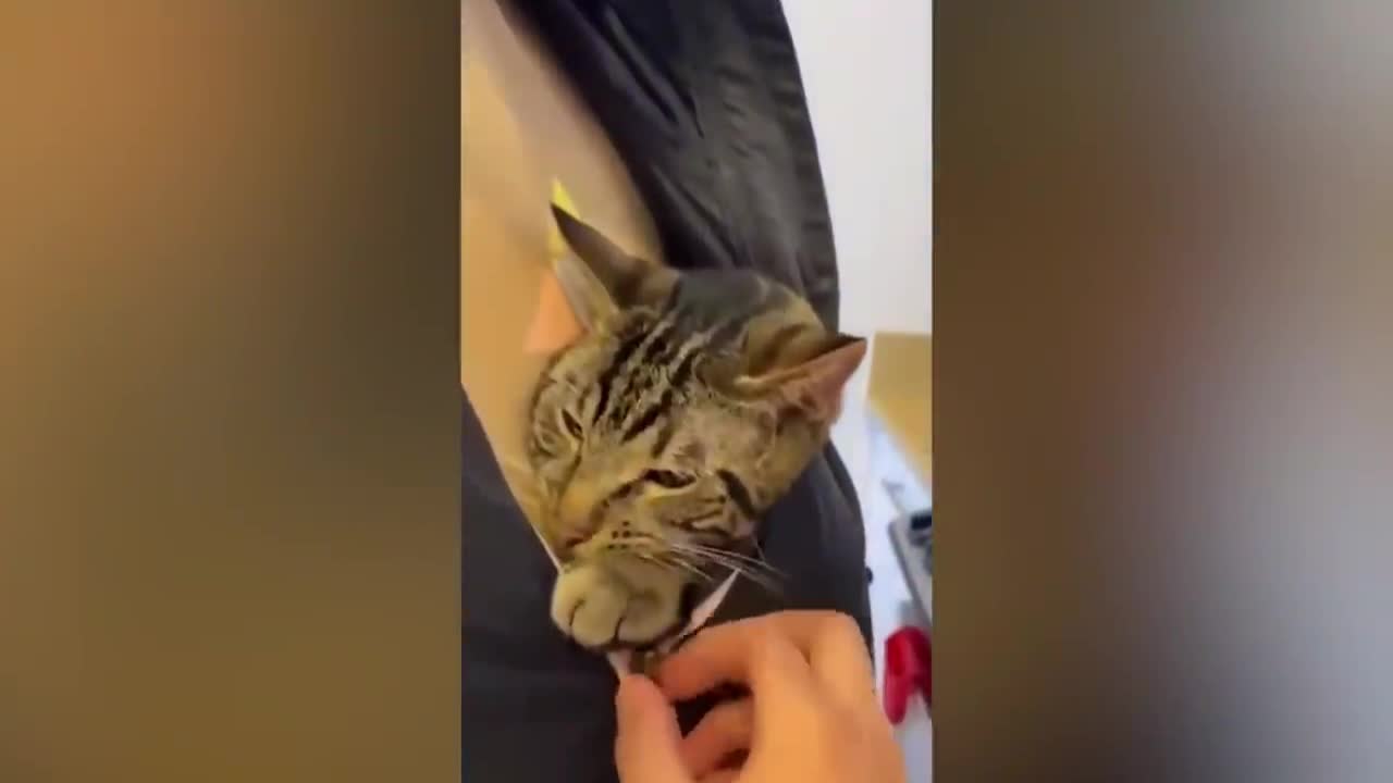 This cute cat does not want to part with its owner