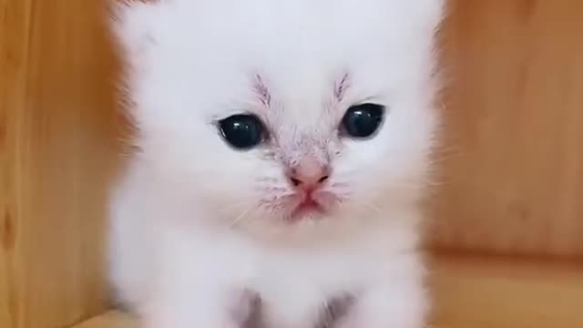 Cute Baby Cats