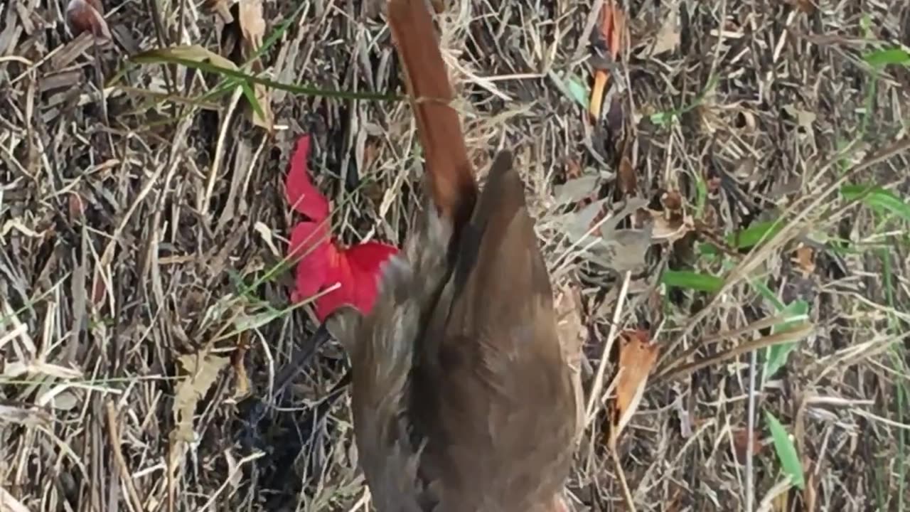 Rufous Horner bird looking for food