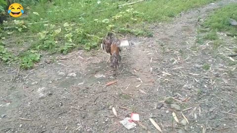 Live Roosters Fight 🐓 🐓 🐓