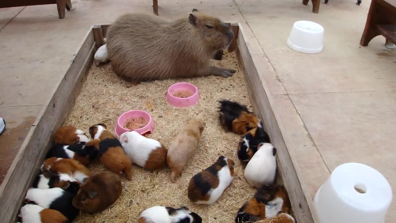 Capybara nap with Guineapigs カピバラとモルモットのごすい