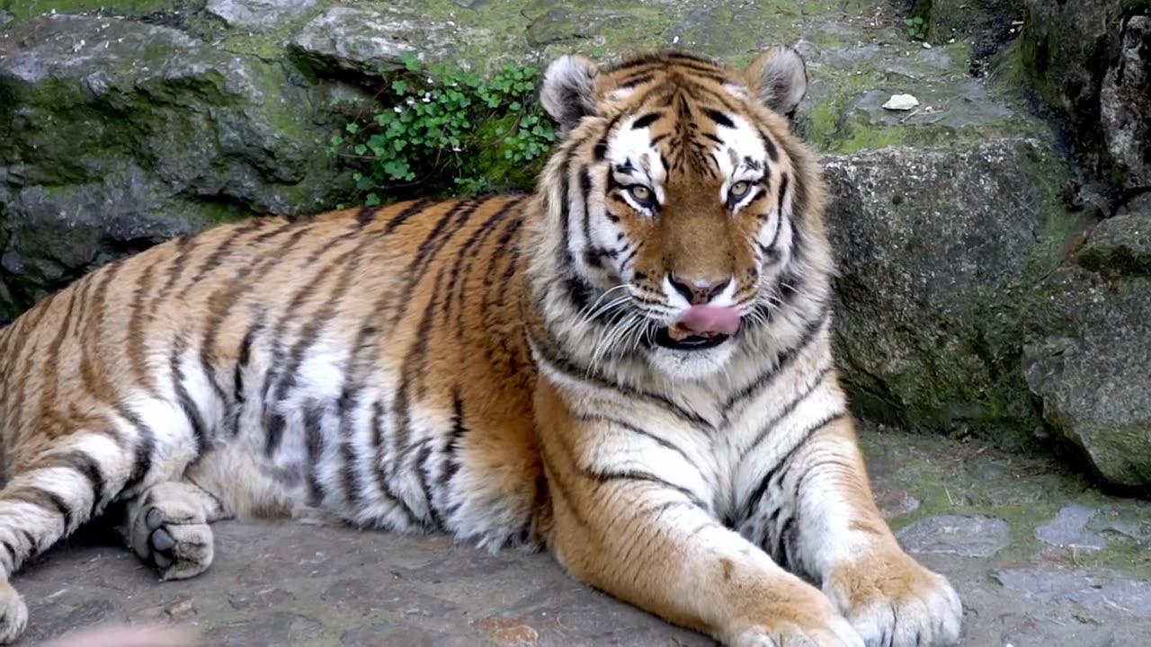 beautiful wild adult tiger