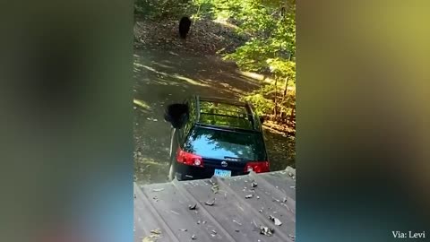 Crazy animals moment 🤣🤣