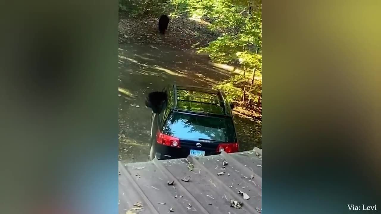 Crazy animals moment 🤣🤣