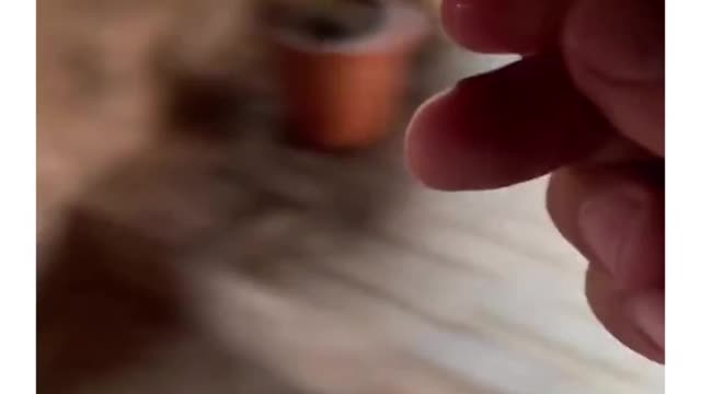 SIMBA IN REAL LIFE