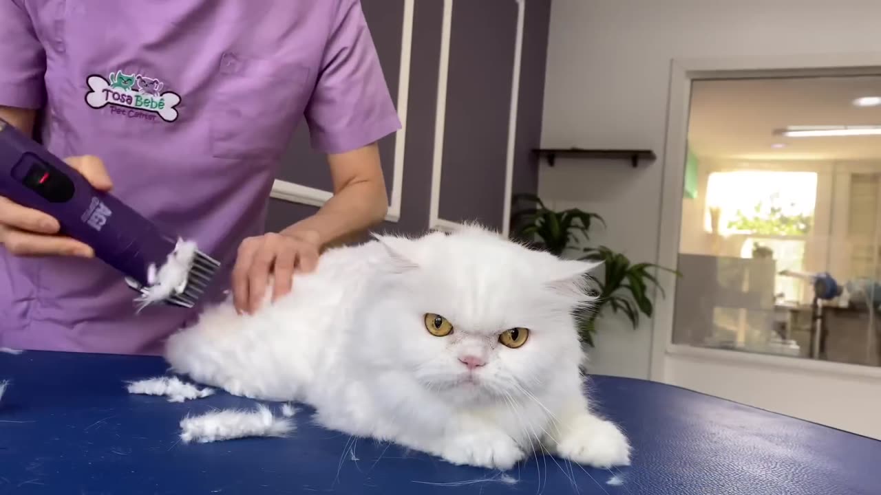 OMG!!! I CUT MY HAIR! 😱 bathing and grooming angry cat❤️🐱