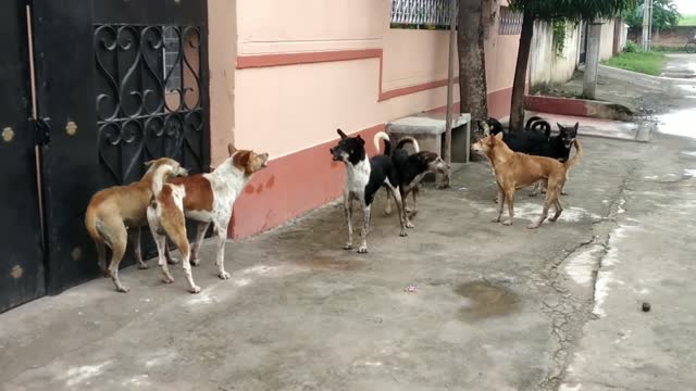 STREET DOG FIGHT || DOG FIGHT VIDEO 🐕DOGS BARKING