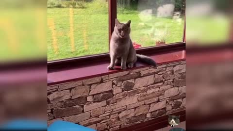 Cute cat video (36), cute and funny kitty, funny cat