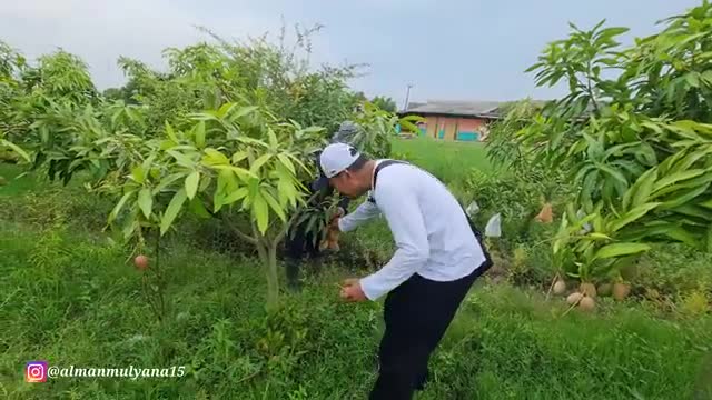 DI ARAB PANEN BUAH KAKTUS DI INDONESIA