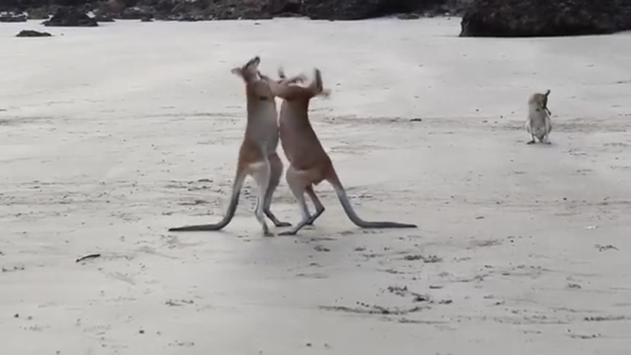 Two kangaroo are fighting on the beach sides..🤯