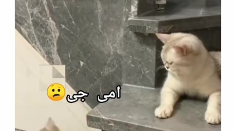 Cut cats funy video