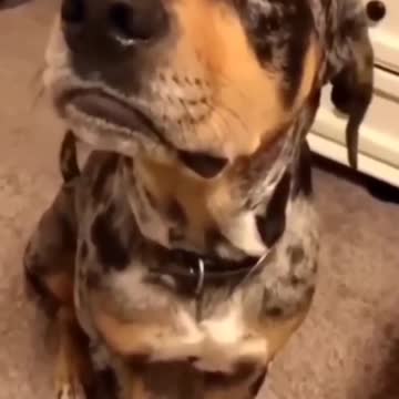 FUNNY animals videos 🤣🔥 Cute dogs 🐕 fails funny video compilation 🔥💫#trending #shorts