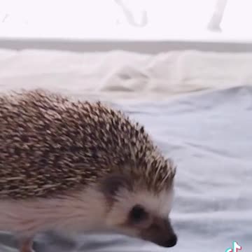Kissing my hedgeho